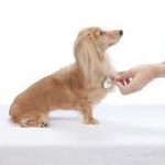 SAMeサプリの飲み方と効果や副作用と通販先！犬の場合も